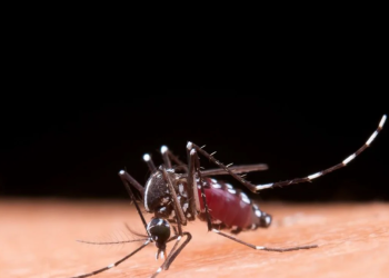 Dengue