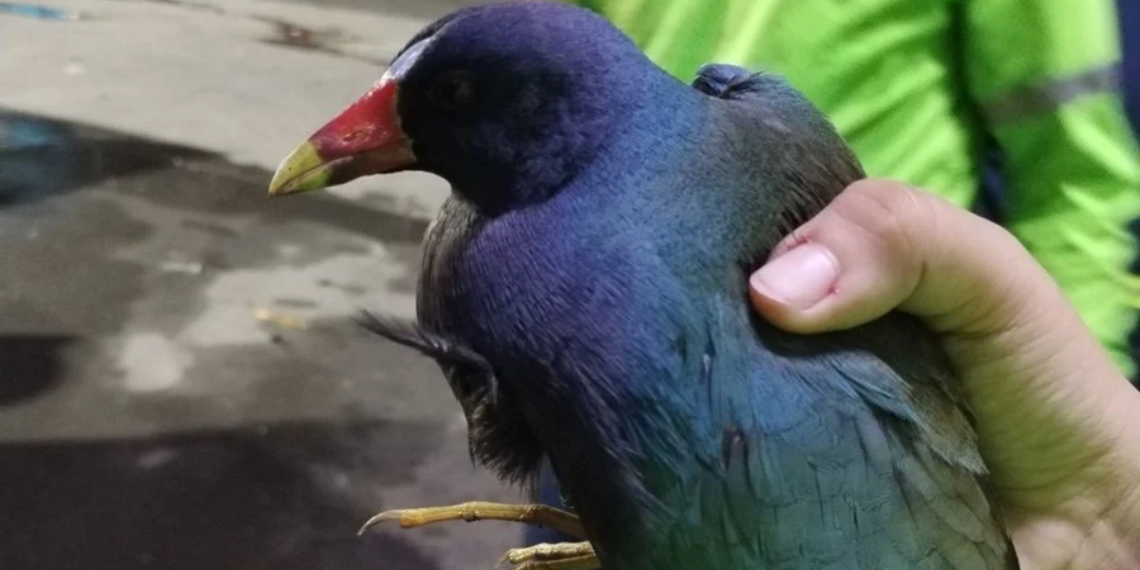 Tingua Azul - La Razón Nl