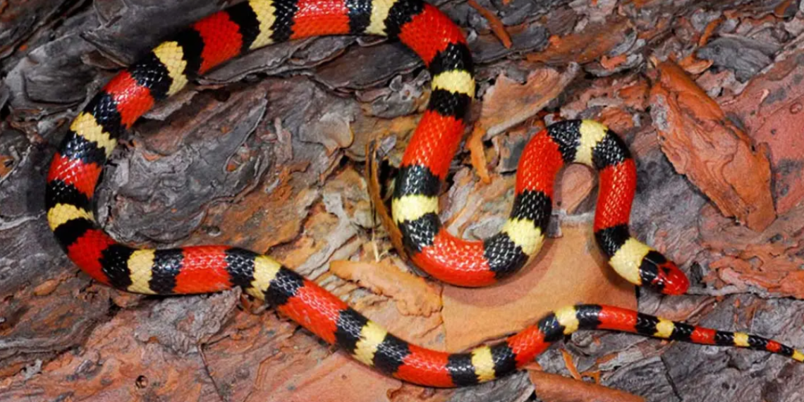 Coralillo En Nuevo León - La Razón Nl Coralillo En Nuevo León - La Razón Nl