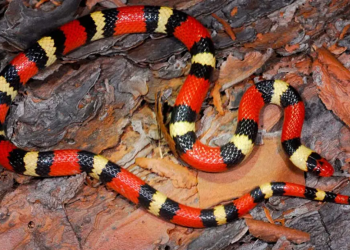 coralillo en Nuevo León