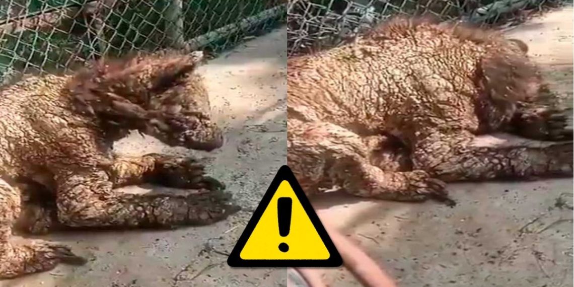 Denuncian-maltrato-animal-en-la-pastora-por-caso-de-osa-enferma-en-la-pastora - La Razón Nl