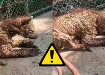 Colectivos Se Unen Contra Zoológico La Pastora Por Osa Enferma Estado Se Deslinda - La Razón Nl - La Razón Nl Denuncian-maltrato-animal-en-la-pastora-por-caso-de-osa-enferma-en-la-pastora - La Razón Nl