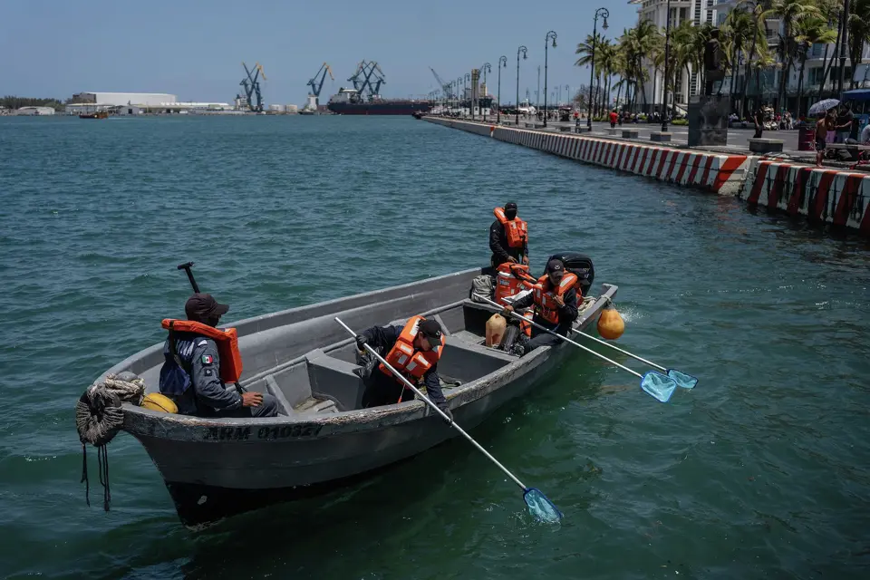 Image - La Razón Nl Elementos De Marina Recogen Sargazo Con Petróleo En El Golfo De México. Así Se Ve El Impacto Ambiental.