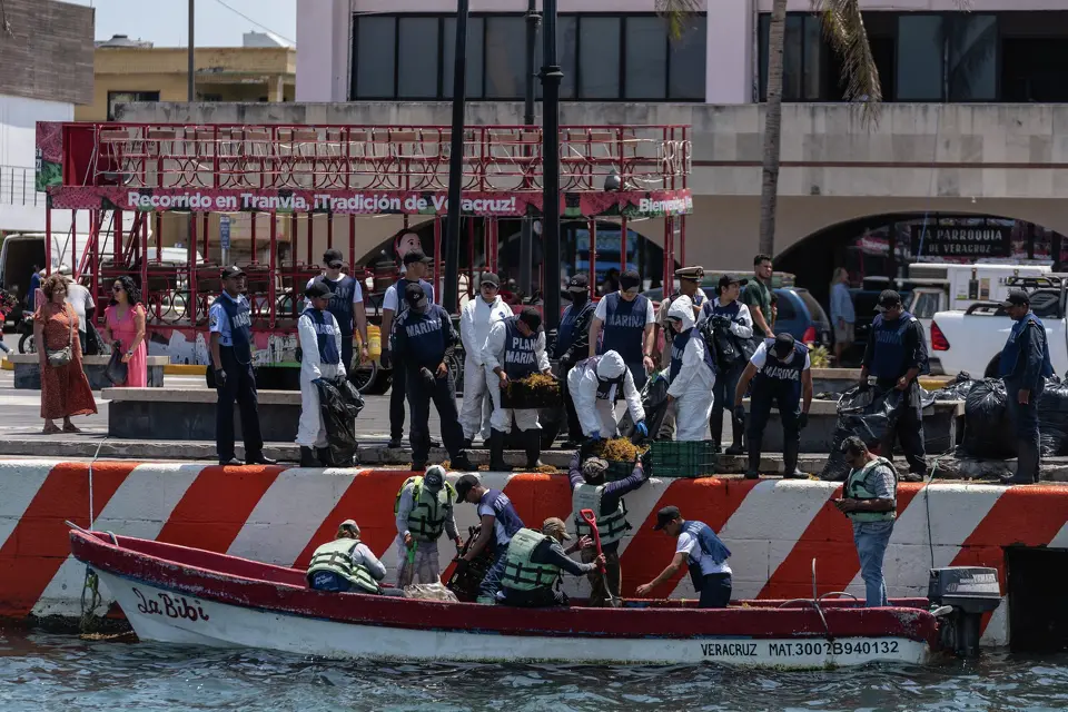 Image - La Razón Nl Elementos De Marina Recogen Sargazo Con Petróleo En El Golfo De México. Así Se Ve El Impacto Ambiental.