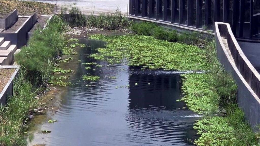 Urban Water Feature: Narrow Canal with Floating Aquatic Plants Beside a Modern Glass-front Building and Concrete Walls. - La Razón Nl